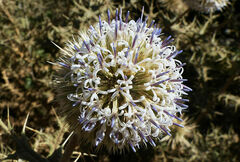 Echinops macrochaetus