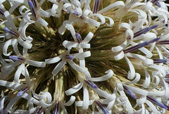 Echinops macrochaetus