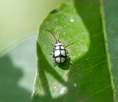 Omophoita octoguttata
