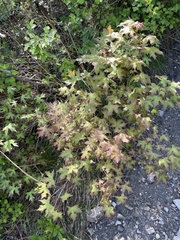 Acer truncatum