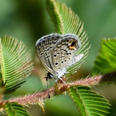 Hemiargus ceraunus filenus
