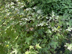 Acer truncatum