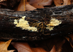 Phanerochaete burtii