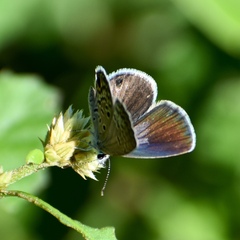 Hemiargus ceraunus filenus