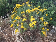 Senecio pterophorus