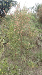 Passerina falcifolia