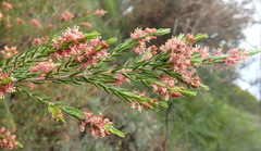 Passerina falcifolia