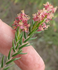 Passerina falcifolia