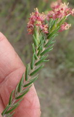 Passerina falcifolia
