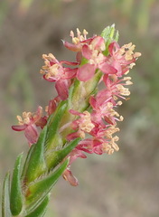 Passerina falcifolia