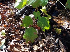 Hydrangea quercifolia