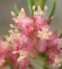 Passerina falcifolia