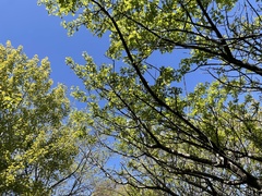 Crataegus pinnatifida