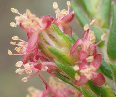 Passerina falcifolia