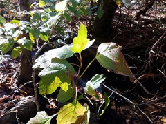 Hydrangea quercifolia