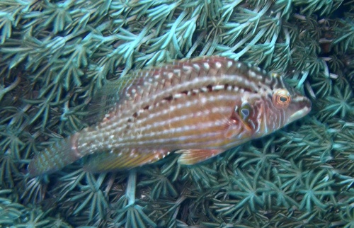 Cockerel Wrasse