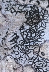 Opegrapha