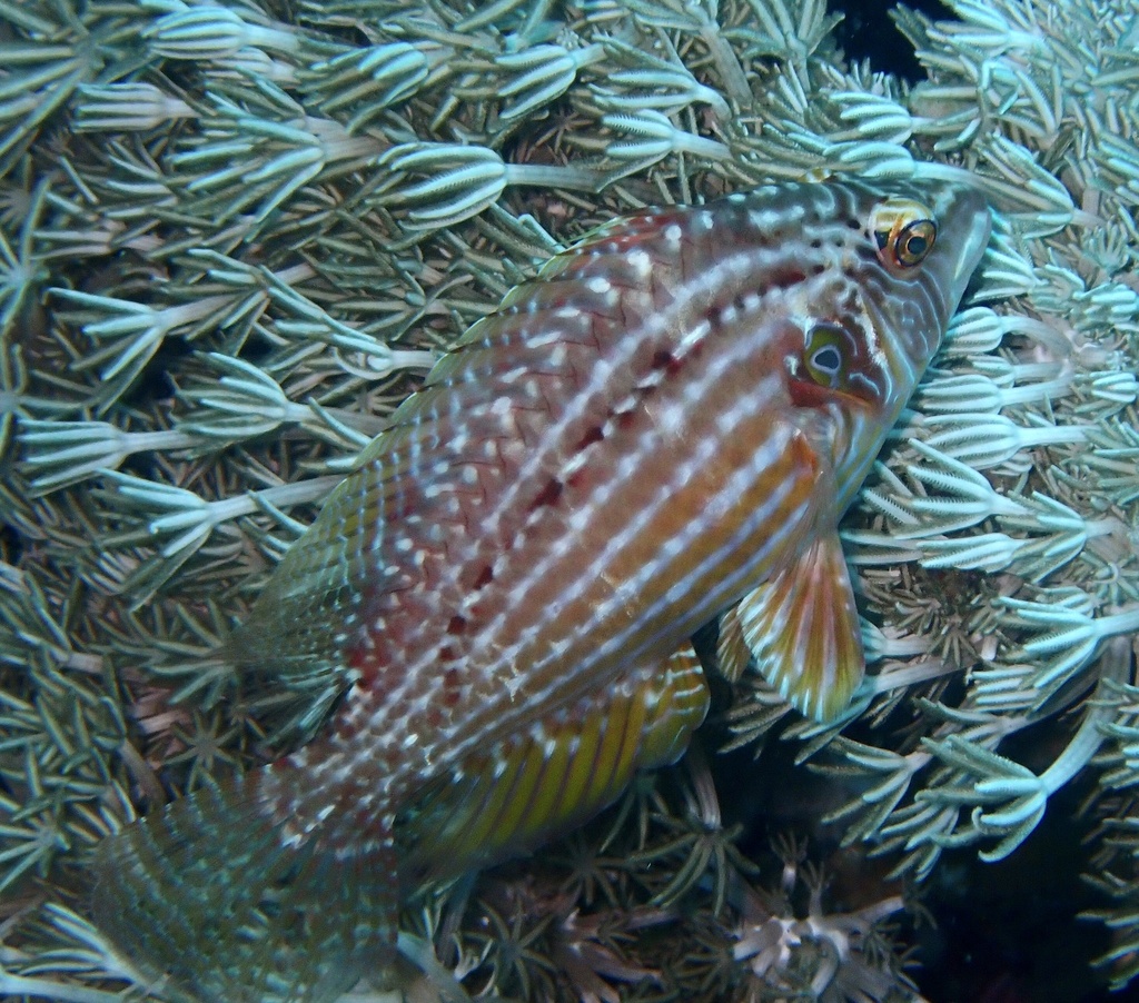 Cockerel Wrasse