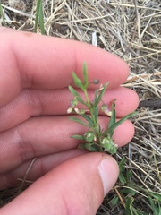 Pombalia verticillata