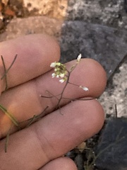 Arabidopsis thaliana