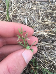 Pombalia verticillata