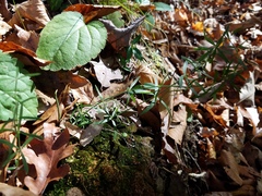 Galium uniflorum