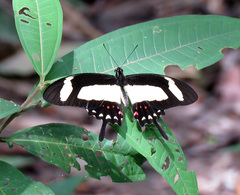 Heraclides torquatus