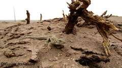 Eremias nigrocellata