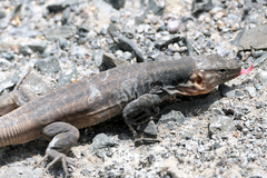 Gallotia stehlini