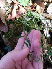 Galium uniflorum