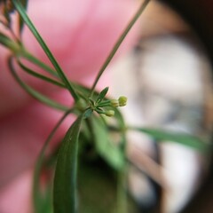 Galium uniflorum