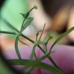 Galium uniflorum