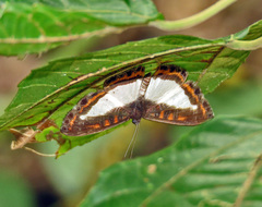 Nymphidium carmentis