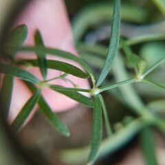 Galium uniflorum