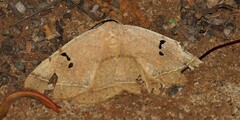 Hypopyra carneotincta