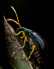 Diabroticina