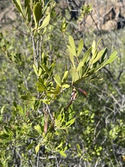 Fraxinus greggii