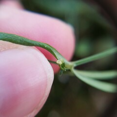 Galium uniflorum