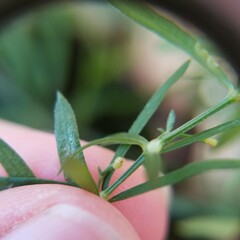 Galium uniflorum