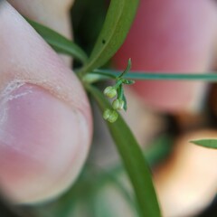 Galium uniflorum