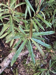 Myrsine salicina