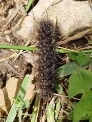 Arctiinae