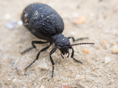 Meloe rugosus