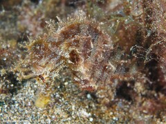 Hippocampus hippocampus