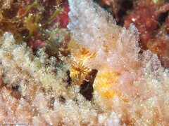 Hippocampus hippocampus