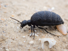 Meloe rugosus