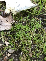 Crassula helmsii