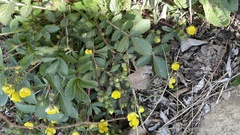 Potentilla fragarioides