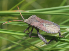 Anoplocnemis