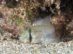 Gnatholepis thompsoni